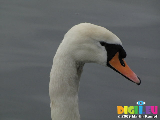 SX02812 Close up of swans head - Mute Swan [Cygnus Olor]